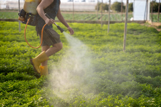 Best Ant Control Services  in Anna, IL