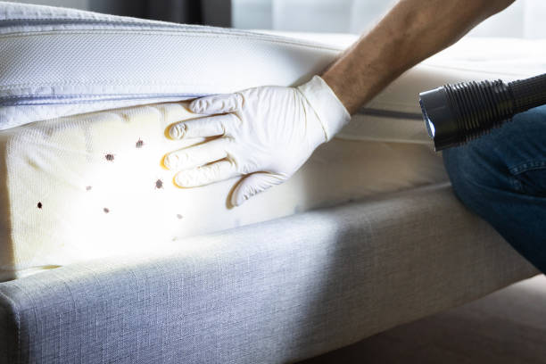 Best Pest Inspection Near Me  in Anna, IL