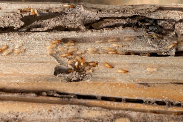 Best Exterminator Services  in Anna, IL