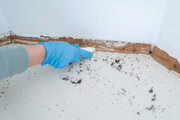 Best Bed Bug Extermination  in Anna, IL